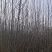 3年杨树苗，无絮，现挖现卖，无中介，自家农场种植，量大从优，