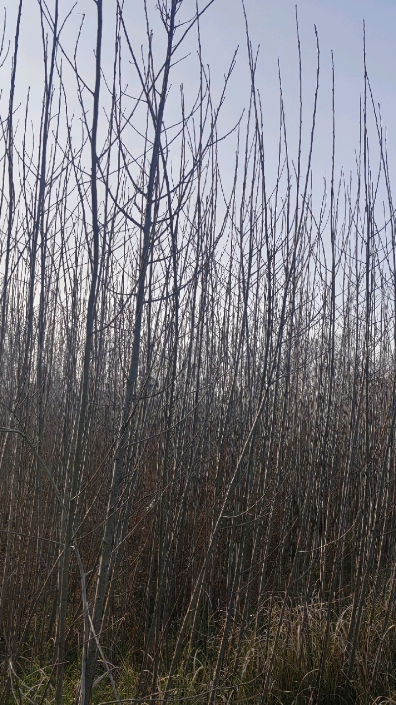 3年杨树苗，无絮，现挖现卖，无中介，自家农场种植，量大从优，
