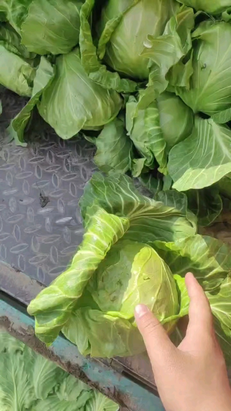 邯郸甘蓝出货中，又脆又薄，一斤半到两斤个头