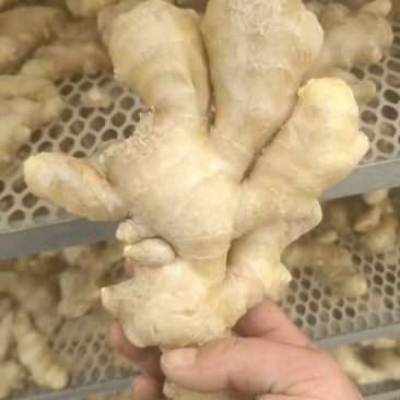 生姜产地直供，保证质量适用于各种销售渠道，欢迎考察