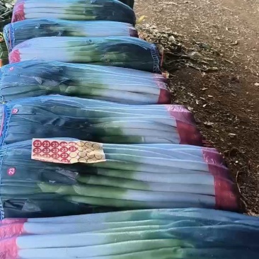 山东精品铁杆大葱葱白40质量优良基地种植货源充足稳定。
