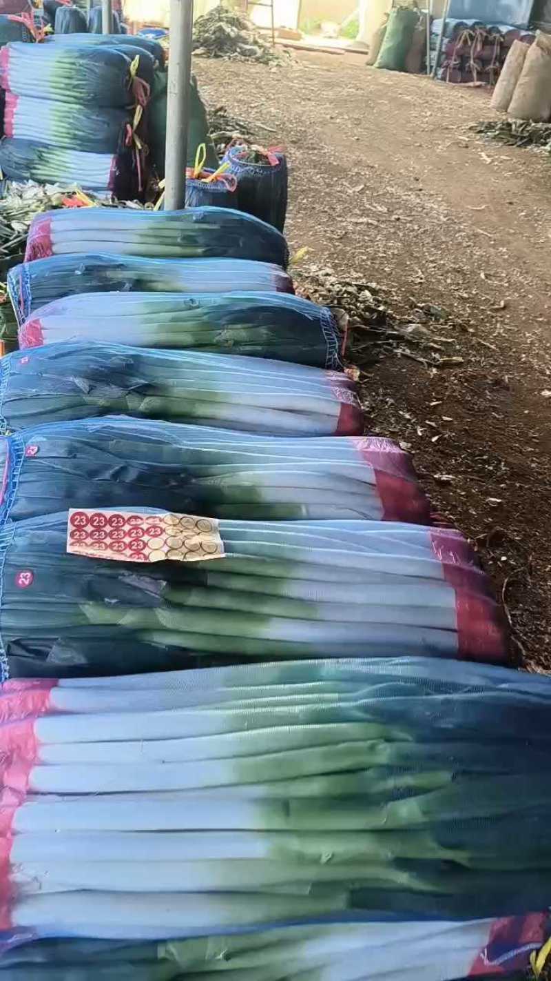 山东精品铁杆大葱葱白40质量优良基地种植货源充足稳定。