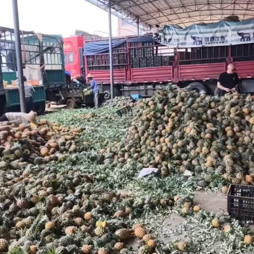 徐闻菠萝一手货源产地直发价格美丽欢迎联系品质保证