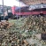 徐闻菠萝一手货源产地直发价格美丽欢迎联系品质保证