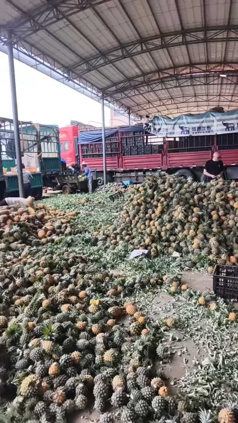 徐闻菠萝一手货源产地直发价格美丽欢迎联系品质保证