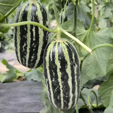 博洋9甜瓜:暖棚头茬、自然成熟、又脆又甜