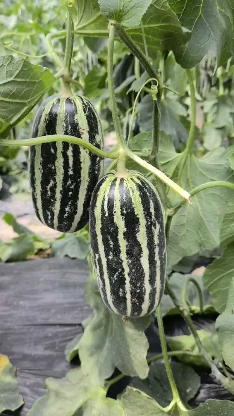 博洋9甜瓜：暖棚头茬、自然成熟、又脆又甜