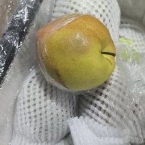 玉露香梨，山西运城产地直发，皮薄水份大，甜度高，供应量足