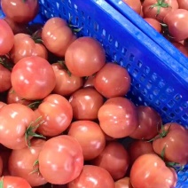 西红柿🍅普罗旺斯品质优价格优势服务理念诚信