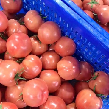 西红柿🍅普罗旺斯品质优价格优势服务理念诚信