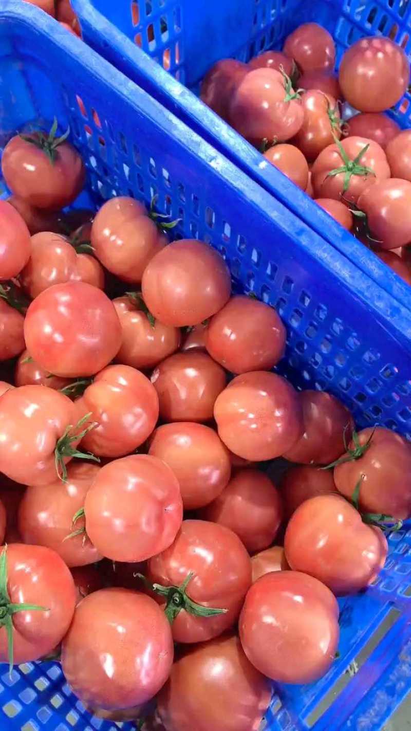 西红柿🍅普罗旺斯品质优价格优势服务理念诚信