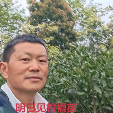 明日见柑橘苗，晚熟柑橘新品种，基地培育，结果快