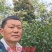 明日见柑橘苗，晚熟柑橘新品种，基地培育，结果快