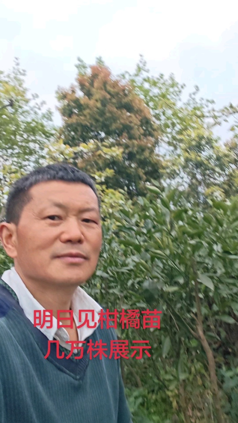 明日见柑橘苗，晚熟柑橘新品种，基地培育，结果快