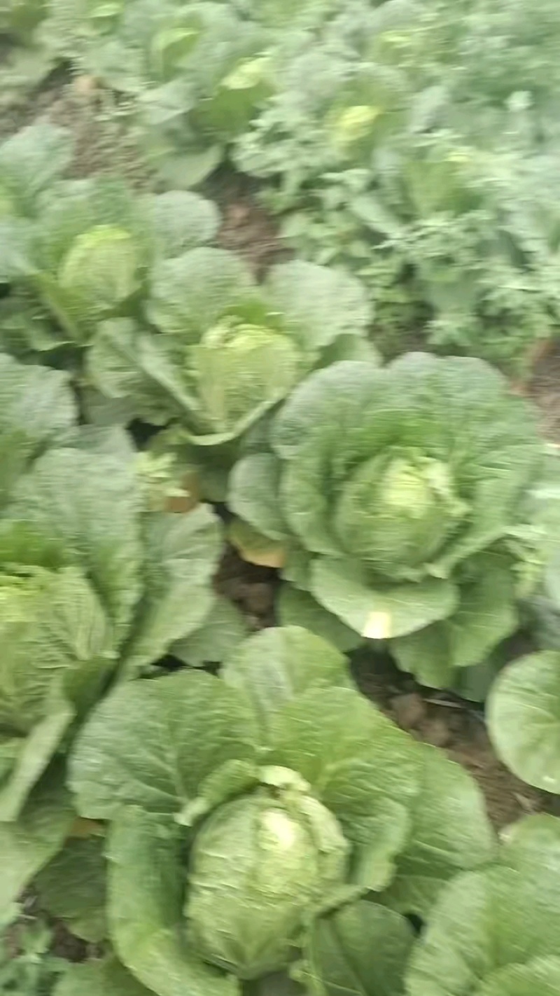 大白菜！大量上市！产地直发！市场商超！