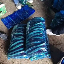 【中农106黄瓜】河南商丘夏邑万亩基地直发质量保证
