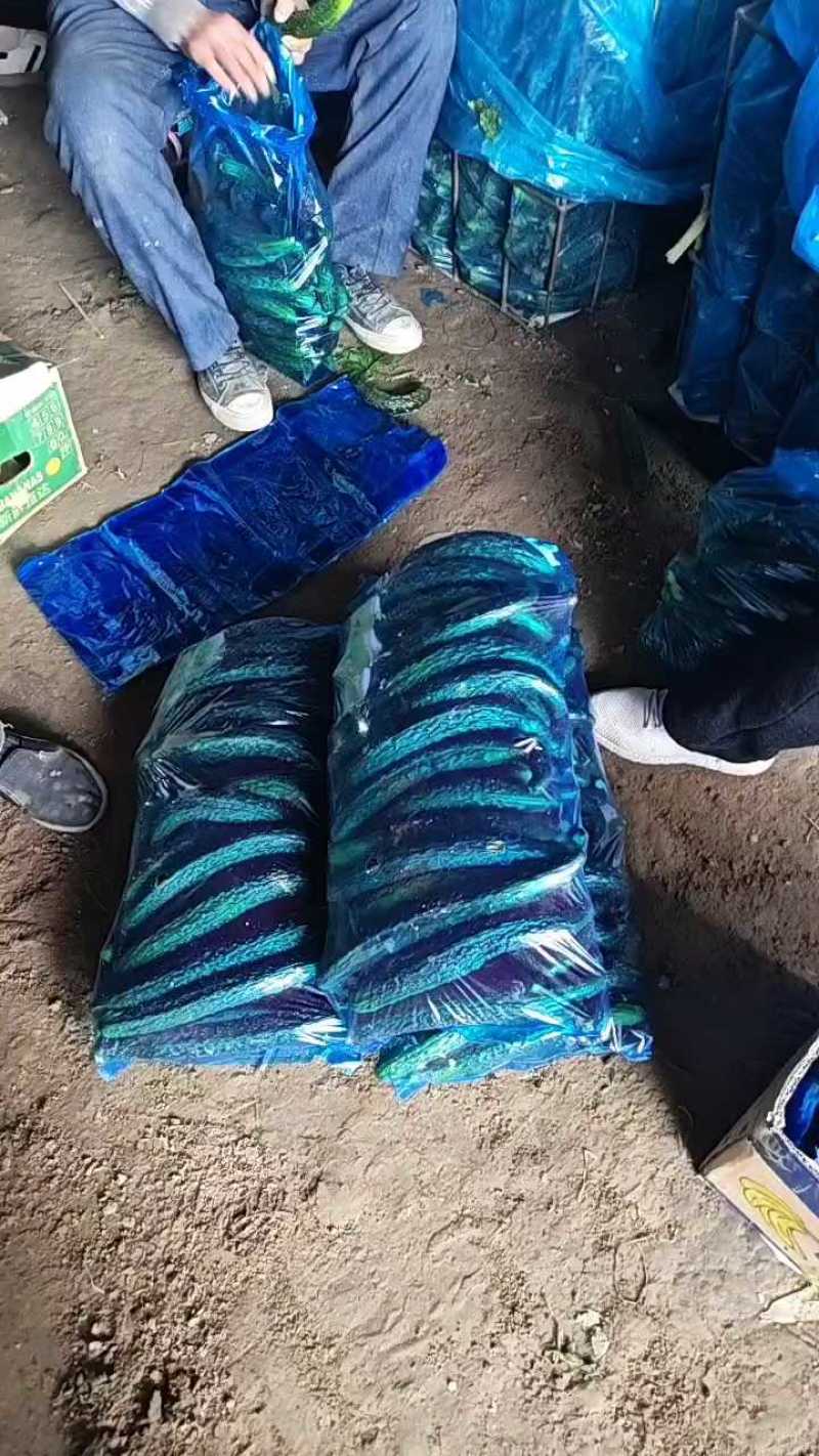 【中农106黄瓜】河南商丘夏邑万亩基地直发质量保证