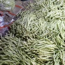 山东临沂芸豆产地市场批发九粒白质量有保障