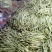 山东临沂芸豆产地市场批发九粒白质量有保障