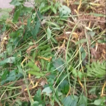 野生玉竹盆栽，蕨菜黄金叶，种花盆很漂亮。