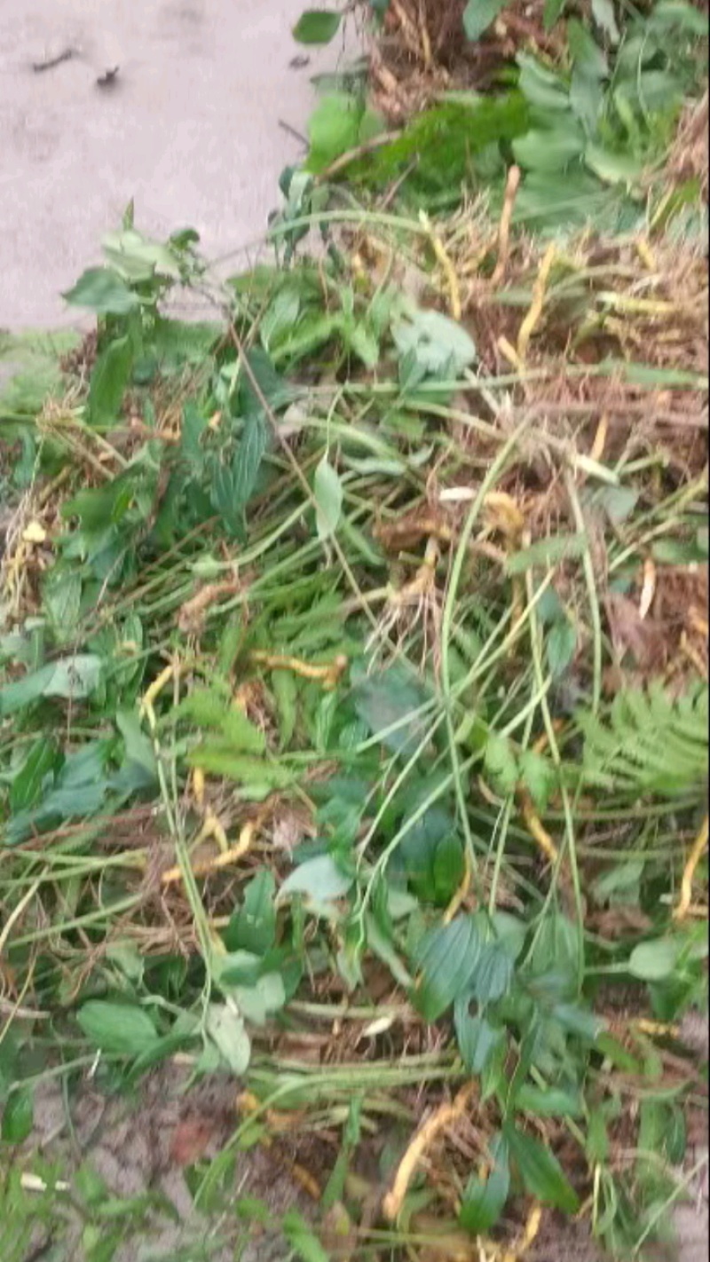 野生玉竹盆栽，蕨菜黄金叶，种花盆很漂亮。