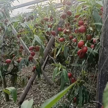 黄油桃【唐山桃】欢迎客商前来采购！支持视频看货