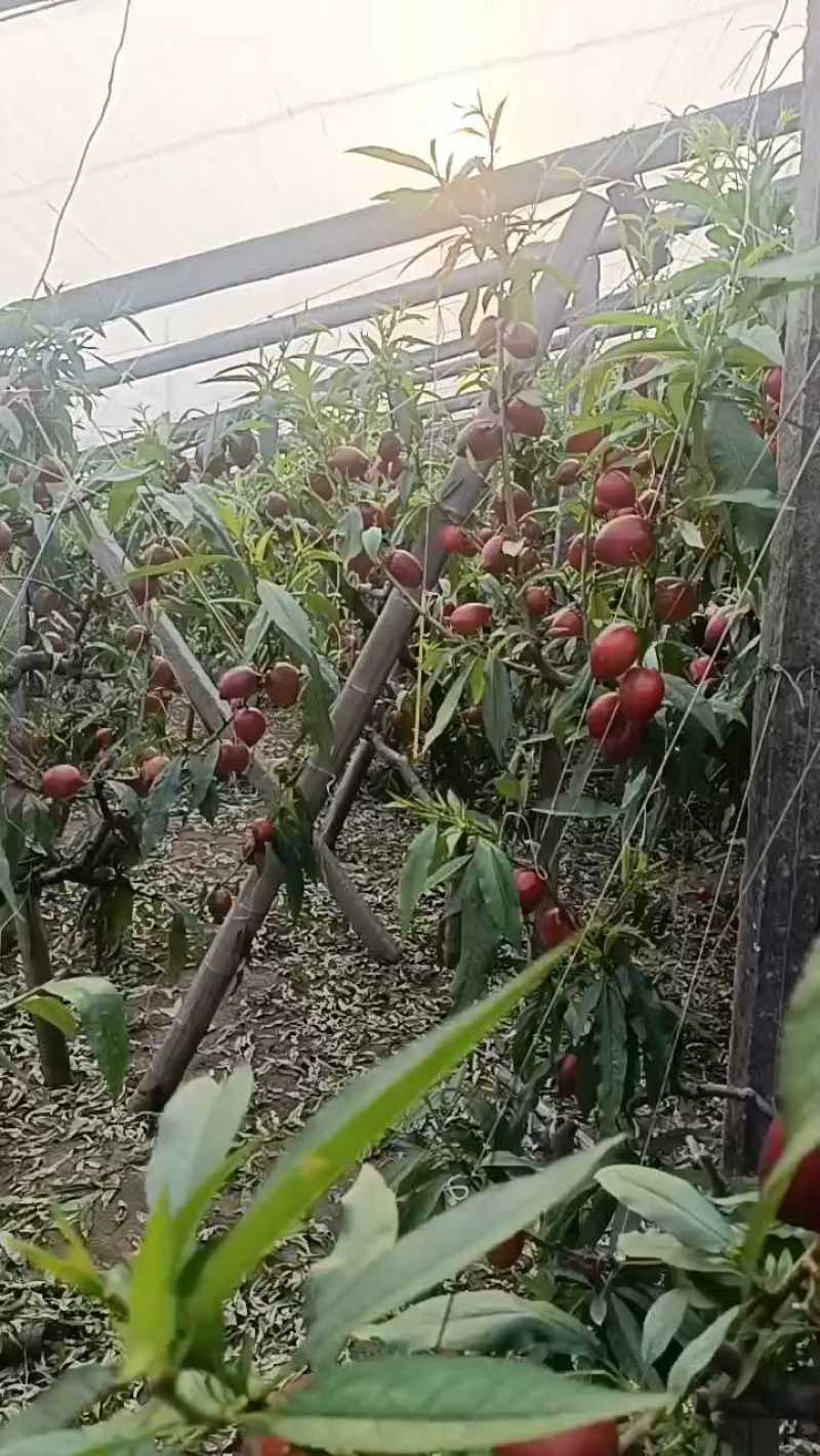 黄油桃【唐山桃】欢迎客商前来采购！支持视频看货