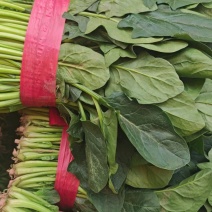 聊城精品大叶菠菜，产地直发，超市电商，社区团购，按需包装
