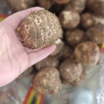 山东芋头毛芋8520基地发货按需加工保质保量全国发货