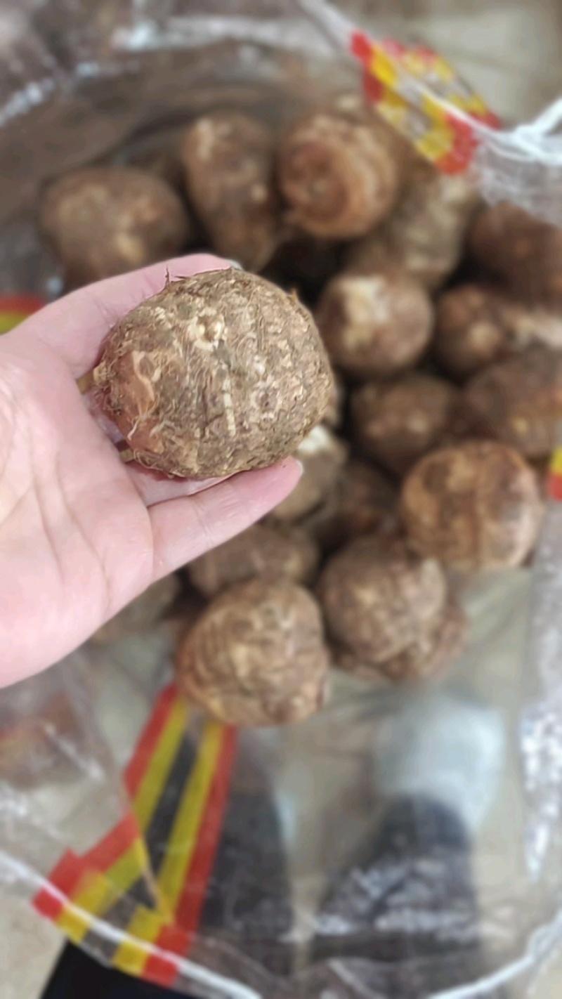 山东芋头毛芋8520基地发货按需加工保质保量全国发货