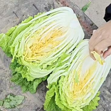 全黄心白菜，色泽漂亮，多规格可选