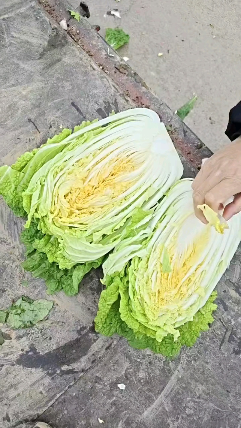 全黄心白菜，色泽漂亮，多规格可选
