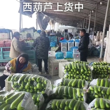 西葫芦大量上货中，挑出次品装袋。