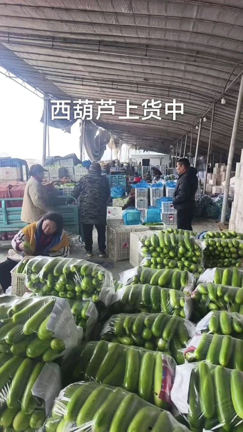 西葫芦大量上货中，挑出次品装袋。