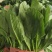 山东菏泽大叶菠菜鲜嫩翠绿无烧边黄叶少干净土少可以打捆冷库