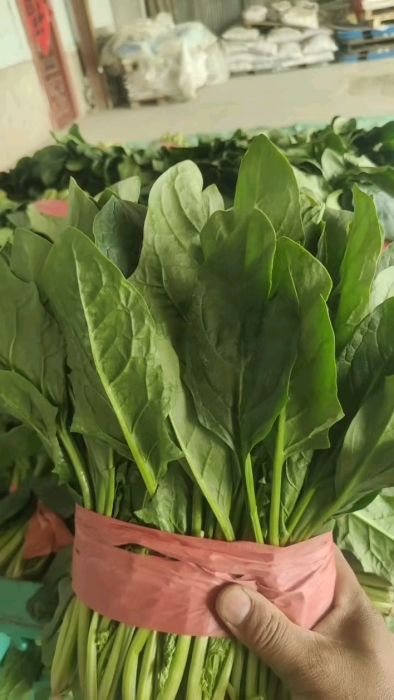山东菏泽大叶菠菜鲜嫩翠绿无烧边黄叶少干净土少可以打捆冷库