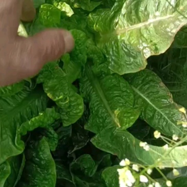 粗度好，短规格，货量充足