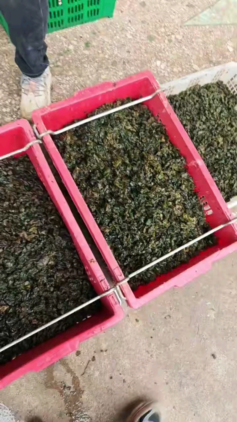 地皮菜新鲜现采现卖野菜地达菜地软雷公菌天仙菜雷公屎地耳木