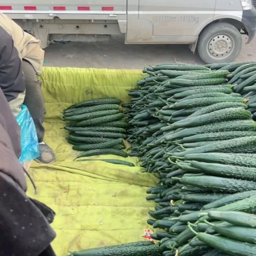 精品黄瓜大量上市，货源多，价格低，质量好，代发全国