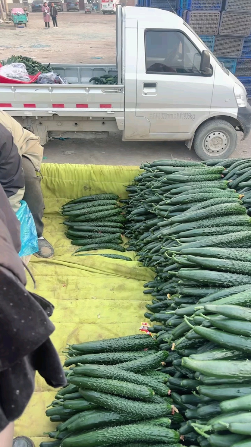 精品黄瓜大量上市，货源多，价格低，质量好，代发全国