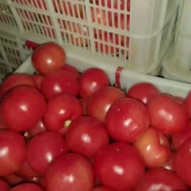 山东精品硬粉西红柿大量上市品质保证量大从优一手货源