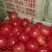 山东精品硬粉西红柿大量上市品质保证量大从优一手货源