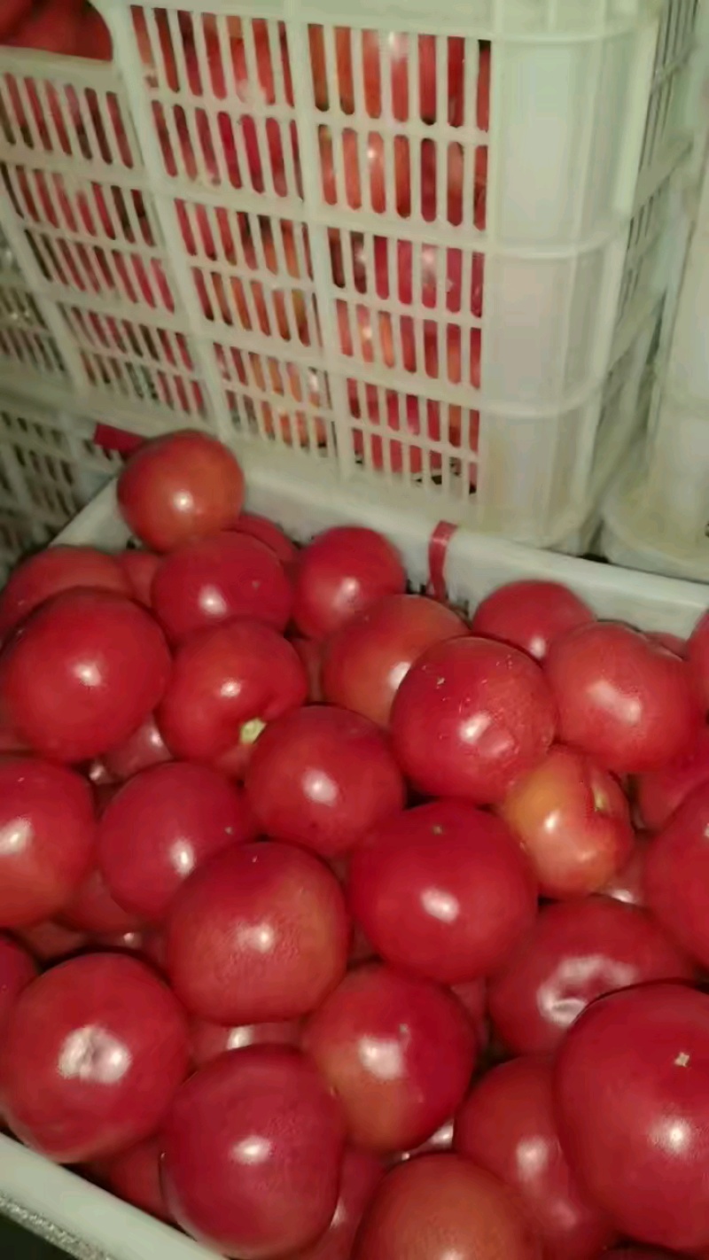 山东精品硬粉西红柿大量上市品质保证量大从优一手货源