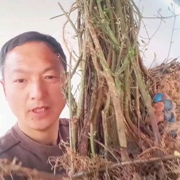 鬼箭羽苗栓翅卫矛枝多羽宽四条羽翅高产要量大价优