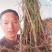 鬼箭羽苗栓翅卫矛枝多羽宽四条羽翅高产要量大价优