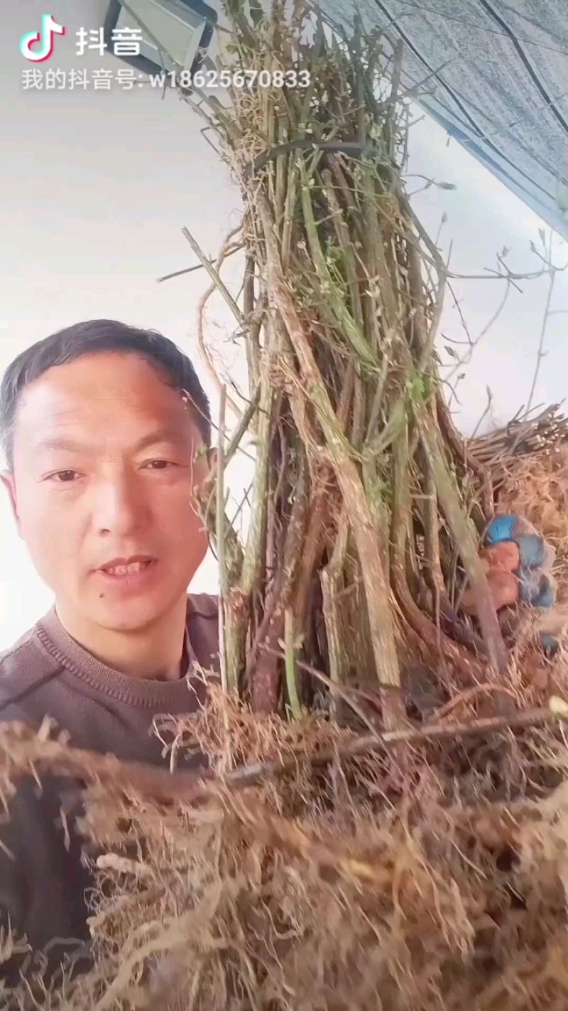 鬼箭羽苗栓翅卫矛枝多羽宽四条羽翅高产要量大价优