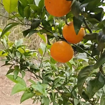 沃柑，纯甜化渣，皮薄肉厚，颜色火红，无干水