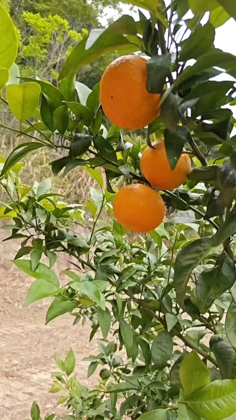 沃柑，纯甜化渣，皮薄肉厚，颜色火红，无干水