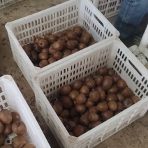 周至徐香猕猴桃，板车炸街产品，价格美丽，大量有货