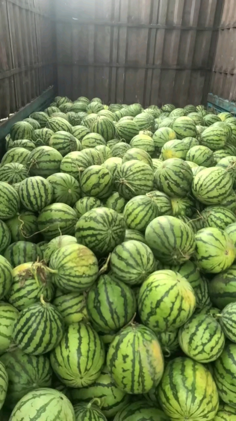 海南西瓜丶麒麟西瓜丶美都西瓜产地直发价格实惠